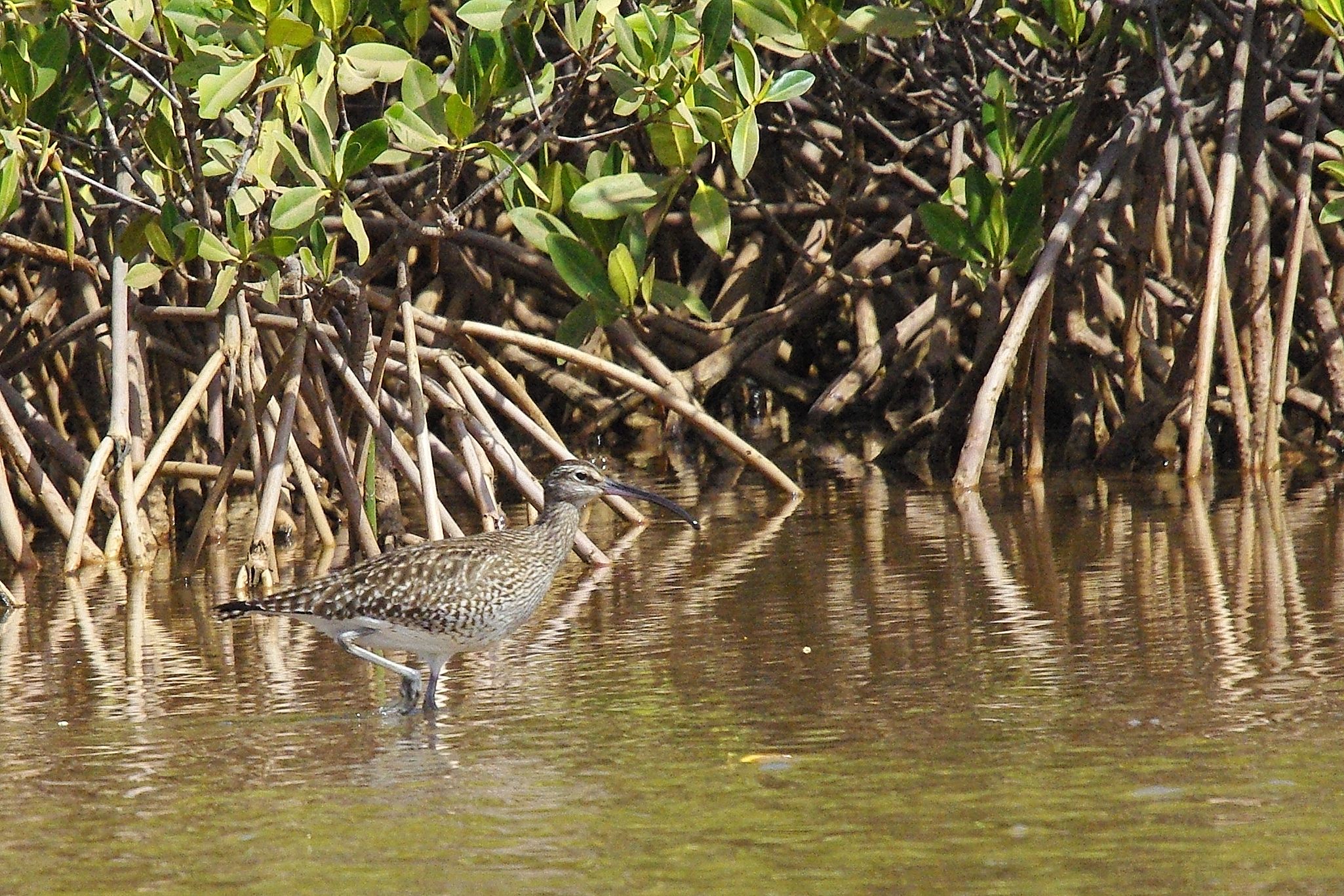 Courlis Corlieu adulte (Whimbrel, Numenius Phaeopus), Lagune de la Somone.